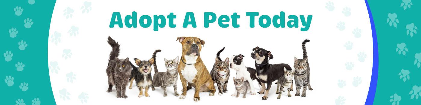 Adopt a pet today Adopt a pet today