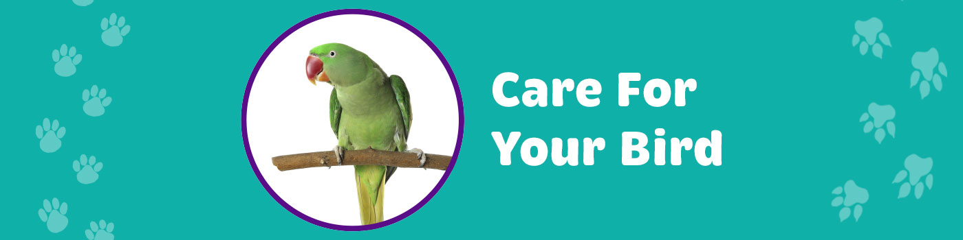 Care for birds Care for birds