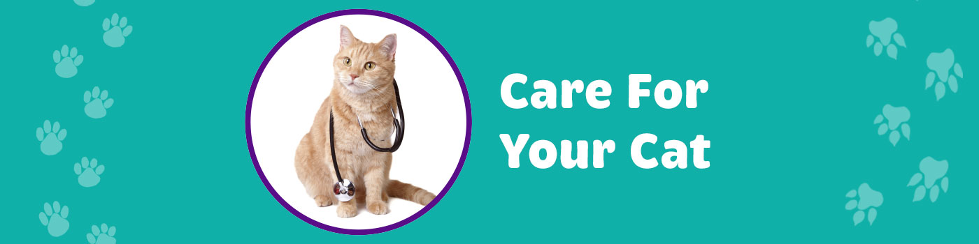 Care for cats Care for cats