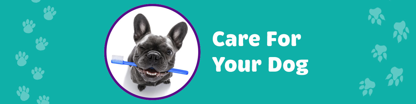 Care for your dog Care for your dog