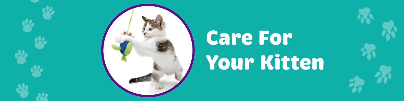 care-for-kittens